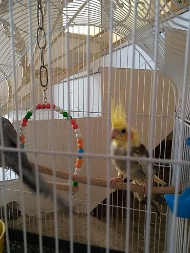 Tutuquşları: 3 ədəd boz karella 1 disi 2 erkəy Təcili satilir cut alana hamsin — 1