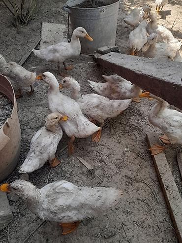 Digər quşlar: Iyun ayının 10 cıxıblar secme 5.üst üstde 4 manatdan vererem — 2