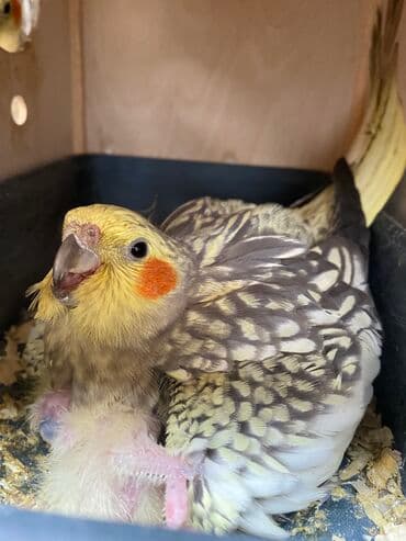 pişik satışı bakı: Digər quşlar — 3