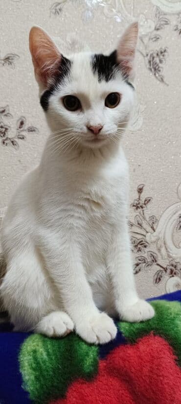 dişi pişiklər: Şotland, Erkək, Yaxşı əllərə, Ödənişli çatdırılma — 2