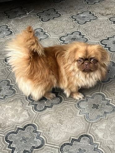 шотландская серебристая шиншилла купить: Пекинес — 2