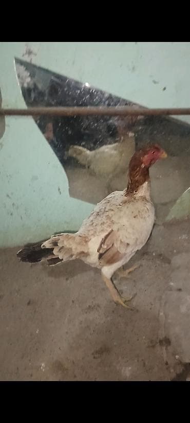 Кошки: Salam bu heyvanlarim yumurtaları satılır temiz qan heyvandilar isdeyen — 4