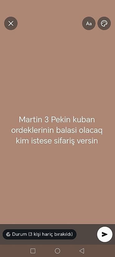 Erkək, | Kuban, Damazlıq