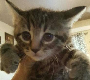 anqora pisik: Tabbi, Erkək, Dişi, Yaxşı əllərə, Ünvandan götürmə, Pulsuz çatdırılma — 7