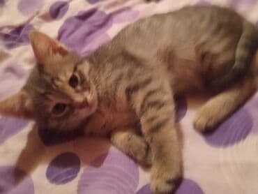 pişik balasi: Britan, Dişi, Yaxşı əllərə, Ünvandan götürmə — 7