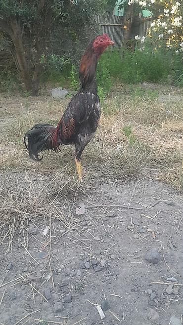 Məhsul: Uzunboylu kənd xoruzu (oyun tipli) Təsvir: - İri, hündür — 1