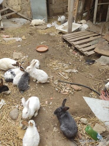 Inəklər, öküzlər: Dovşanlar – müxtəlif rəng və ölçülərdə - Növ: ev dovşanları - — 4