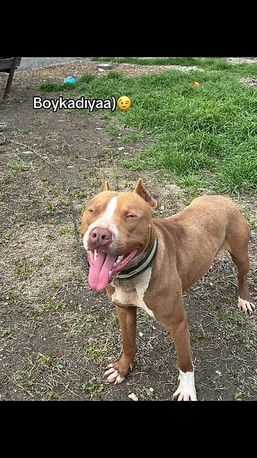 bakida it bazari: Pitbul, 1 il, Erkek — 4