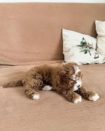 cins xoruz: Cavaro sort ev iti rasiyadan getirilib seneti car iyneleri vurulub.dil — 4