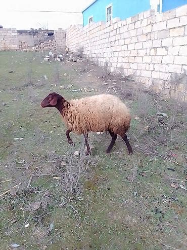 cins heyvanlar: Satılır 1 qarın doğub boğaz olub olmağını bilmirəm qoç içində olub — 6