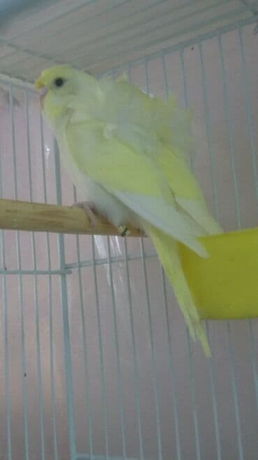 попугай ара цена: Попугаи — 17