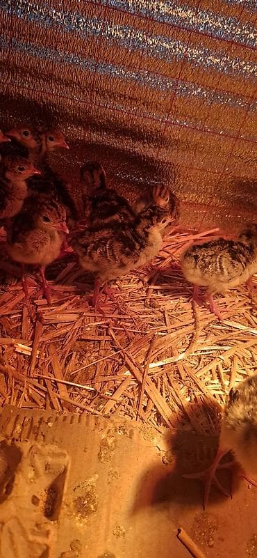 sirin it sekilleri: Hinduşka cücələri, Damazlıq — 8