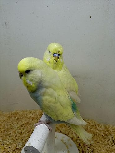 heyvan alqi satqisi: Hazır bala verən sağlam cütlükdü
Real alıcı ilə razılaşmaq olar — 2