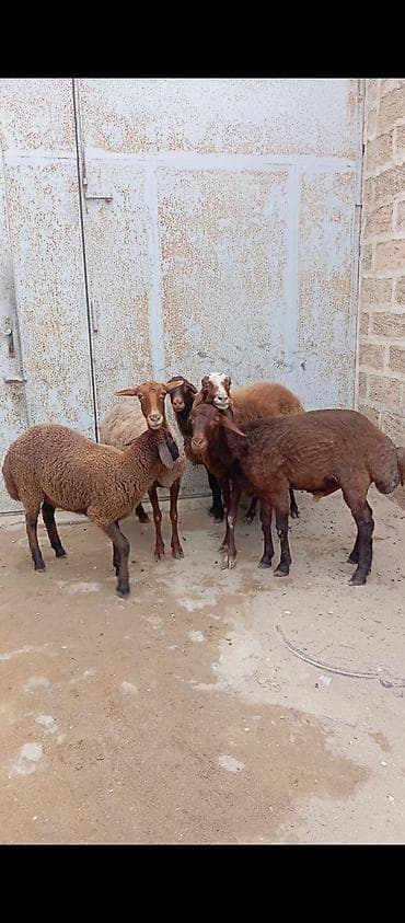 ari ramkasi satisi: Salam ünvan Bakıin maştağa kendi obşi 5 baş heyvanlar 1 baş ana-bala 5 — 1