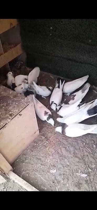 naxcivan heyvan elanlari: Quw yuvasi birde 12 dene quw icinde satilir tecili isteyen wap catda — 4