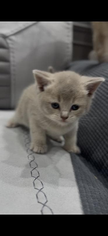 pişiy balası: Britan — 1