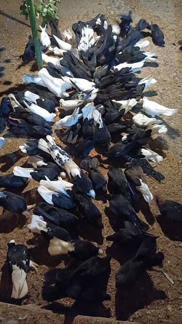 Gəmiricilər: Məhsul: Qara-ağ rəng çalarlarında ev göyərçinləri qrupu Təsvir: - — 4