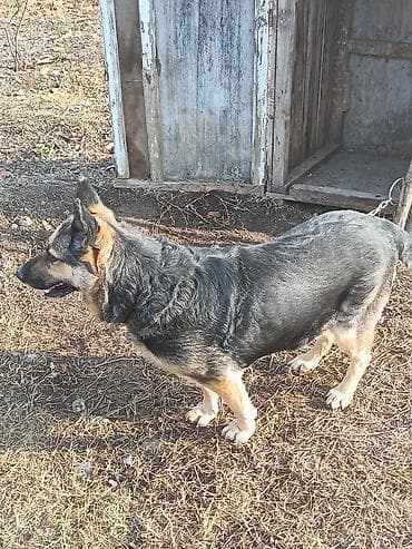 Alman çoban iti, 1 il, Dişi, Peyvəndli, Ünvandan götürmə