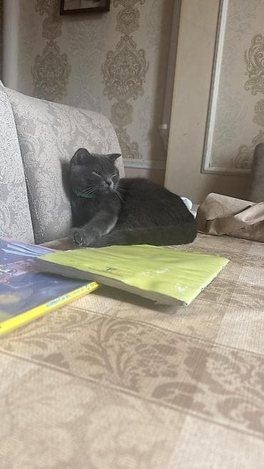 etibarli ellere: Britan — 4