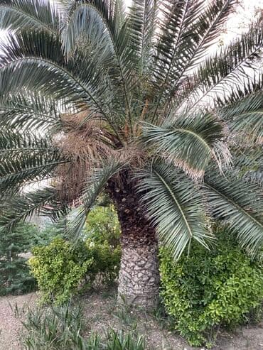 Digər bitkilər: Böyük ölçülü xurma (palma) ağacı 30ilin ağacıdır - Növ: dekorativ — 2