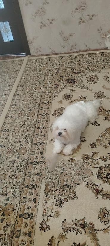 it pitbul: Malta bolonka — 2