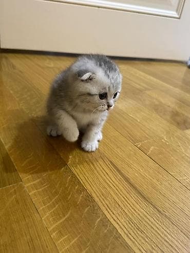 heleb keçisi: Şotland yastı qulaq — 3