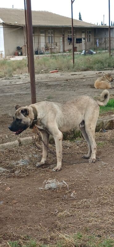 отдам в хорошие руки маленькую собачку: Кангал, 2 года, Самец, С прививками — 3