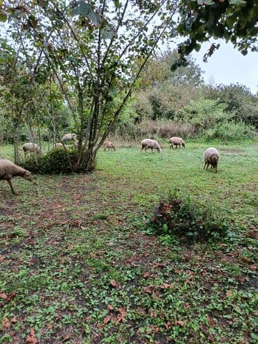 купить аквариум в баку: Bir neçə qoyun yaşıllıq sahəsində otlayır. Onların tünd qəhvəyi və ağ — 3