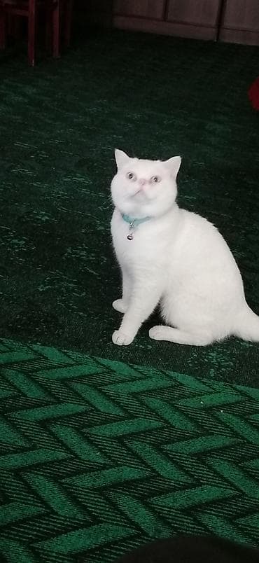 pisik yuva: Britan, Erkək, Yaxşı əllərə, Ödənişli çatdırılma — 6