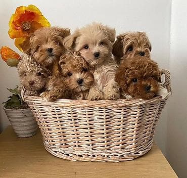 Gəmiricilər: Malta bolonka, 2 ay, Erkek, Ödənişli çatdırılma — 1