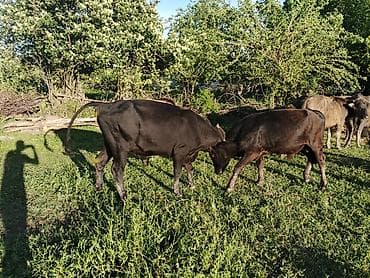 pişik ucun qab: Dana, buzov, Erkək, ay: 2, 130 kq, Ətlik, Ünvandan götürmə — 3