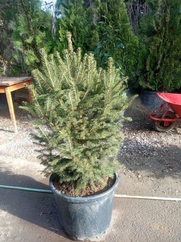 sumax ağacı: Yeni il şamları Pixta və Kremlovski təbii şamlar dibçəkdə topdan en — 10