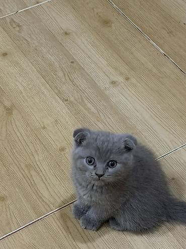 keci balası: Şotland yastı qulaq, Dişi — 7