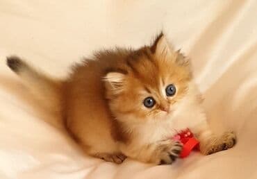 sari pisik: Britan, Dişi, Yaxşı əllərə, Ünvandan götürmə, Ödənişli çatdırılma — 2