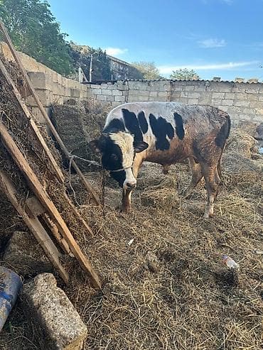 damaz: ETLIK verilmir hec km narahat etmeisn Satlıq erkək dana Holştayn — 5