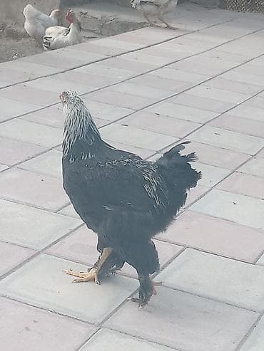 Iri kok etlik xoruzluq ela xoruzdu - Rəng: qara bədən, boyun və