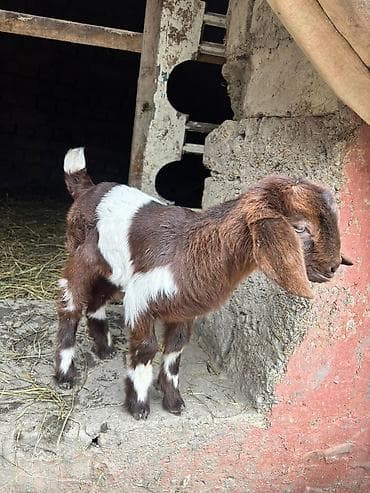 rus keçisi: Dişi, il: 1, Damazlıq, Ödənişli çatdırılma — 5