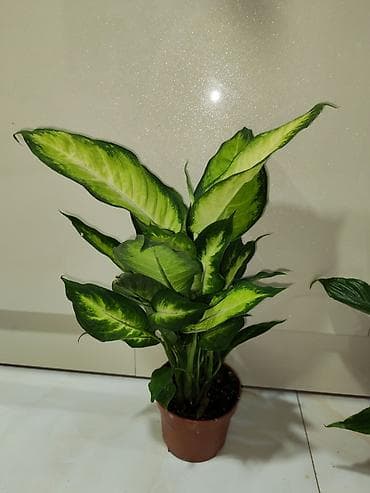 qab gulleri: Otaq bitkiləri – dekorativ saksı kolleksiyası Tərkib: - Dracaena — 3