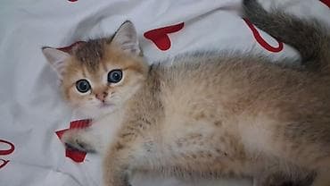 tap az at: Qızıl şinşilla, Dişi, Yaxşı əllərə, Ödənişli çatdırılma, Ünvandan götürmə — 3