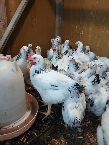 hinduska yumurta: Məhsul Serebris çolpalar kəsimə hazır təbii yolla bəslənib Təsvir: - — 1