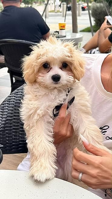 itləri: 5 ay, Erkek, Peyvəndli, Ünvandan götürmə — 2