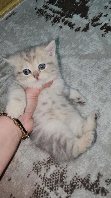 pişim: Britan, Pulsuz çatdırılma — 4