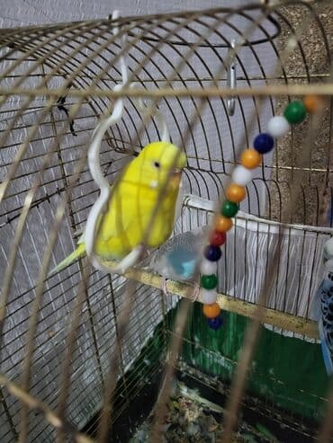вольер для волнистых попугаев: Məhsul: Dalmatin və müxtəlif rəngli dalğalı tutuquşular (budaqlı — 2