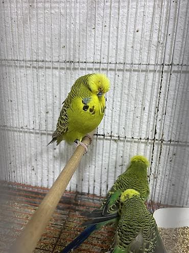 tuk tuk mmc: Salam . Jumbo erkək quşlar satılır hamısı hazır erkəylərdi çoxsu cütdə — 7