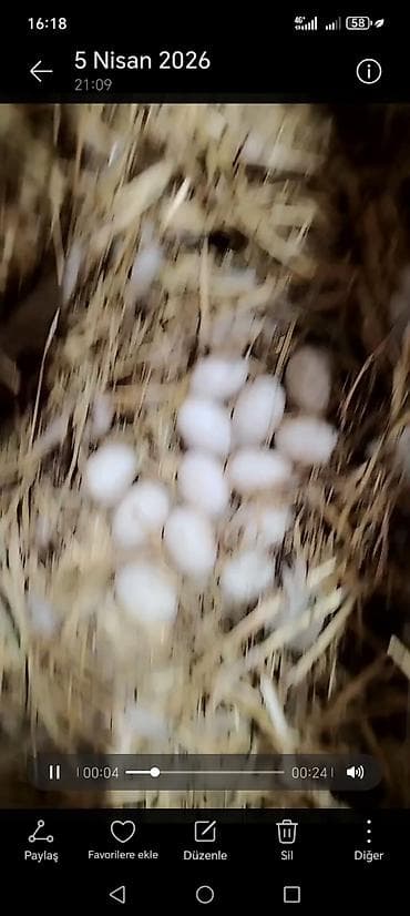 ördey yumurtasi: Məhsul: Ördək yumurtası Təsvir: - Təsərrüfatdan toplanan ağ ördək — 5