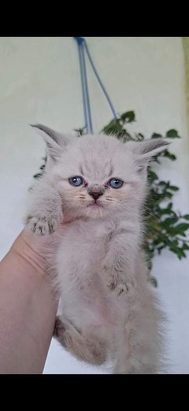 Erkək, Yaxşı əllərə, Ünvandan götürmə