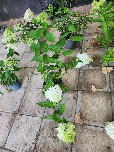 çöl sarmaşığı: Ağ çiçəkləri olan panikulyar hortensiya (Hydrangea paniculata) – — 3
