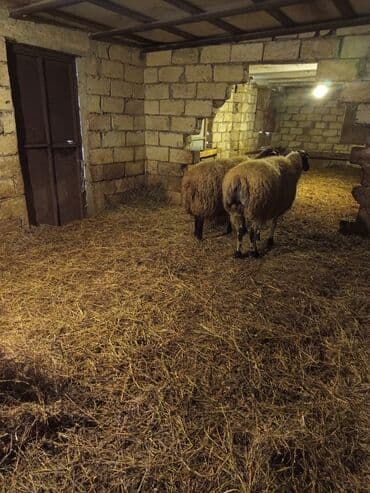 Inəklər, öküzlər: 1,2 günə doğan 1 ci qarın şəklər satılırlar. Digərlərini qəssaba — 3