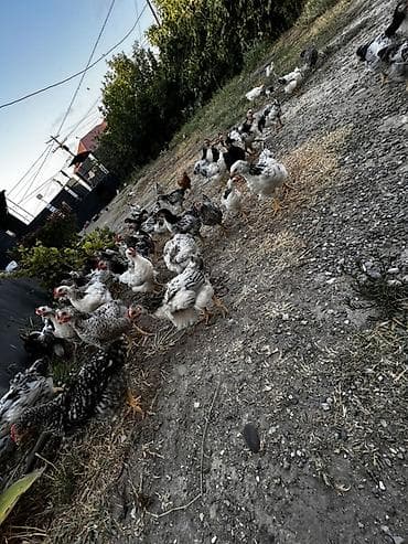 xarkov toyuğu: 2 Ayliq qarışıq rəngli (ağ, qara, boz, xallı) kənd toyuq ve xoruz — 6