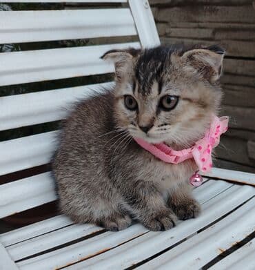 Şotland, Erkək, Dişi